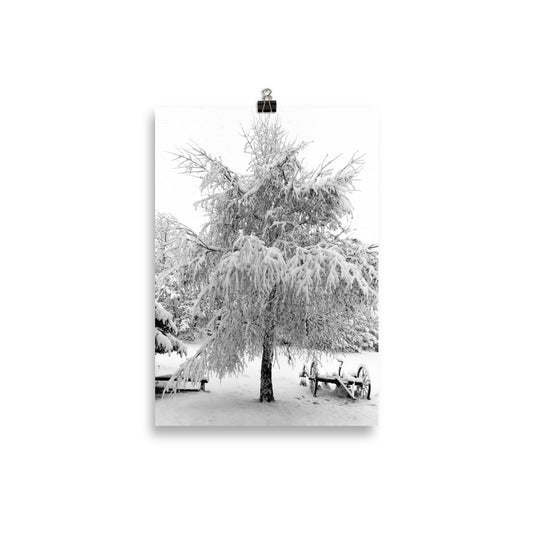 Poster, Snow Tree
