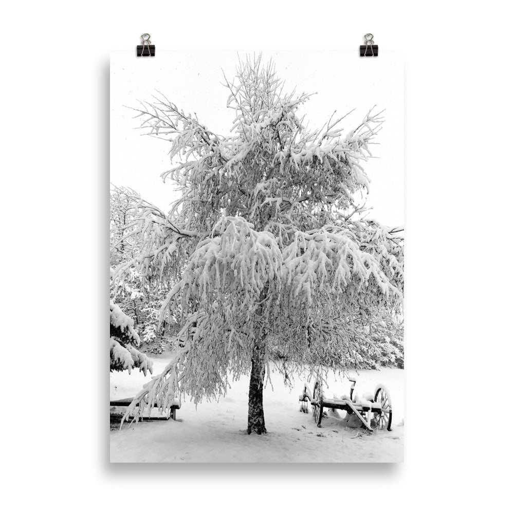 Poster, Schneebaum