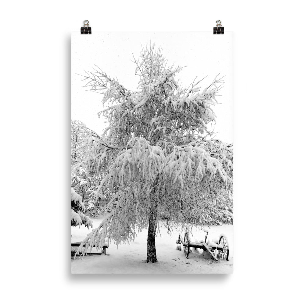 Poster, Schneebaum