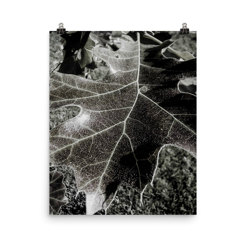 Poster su carta fotografica Leaf