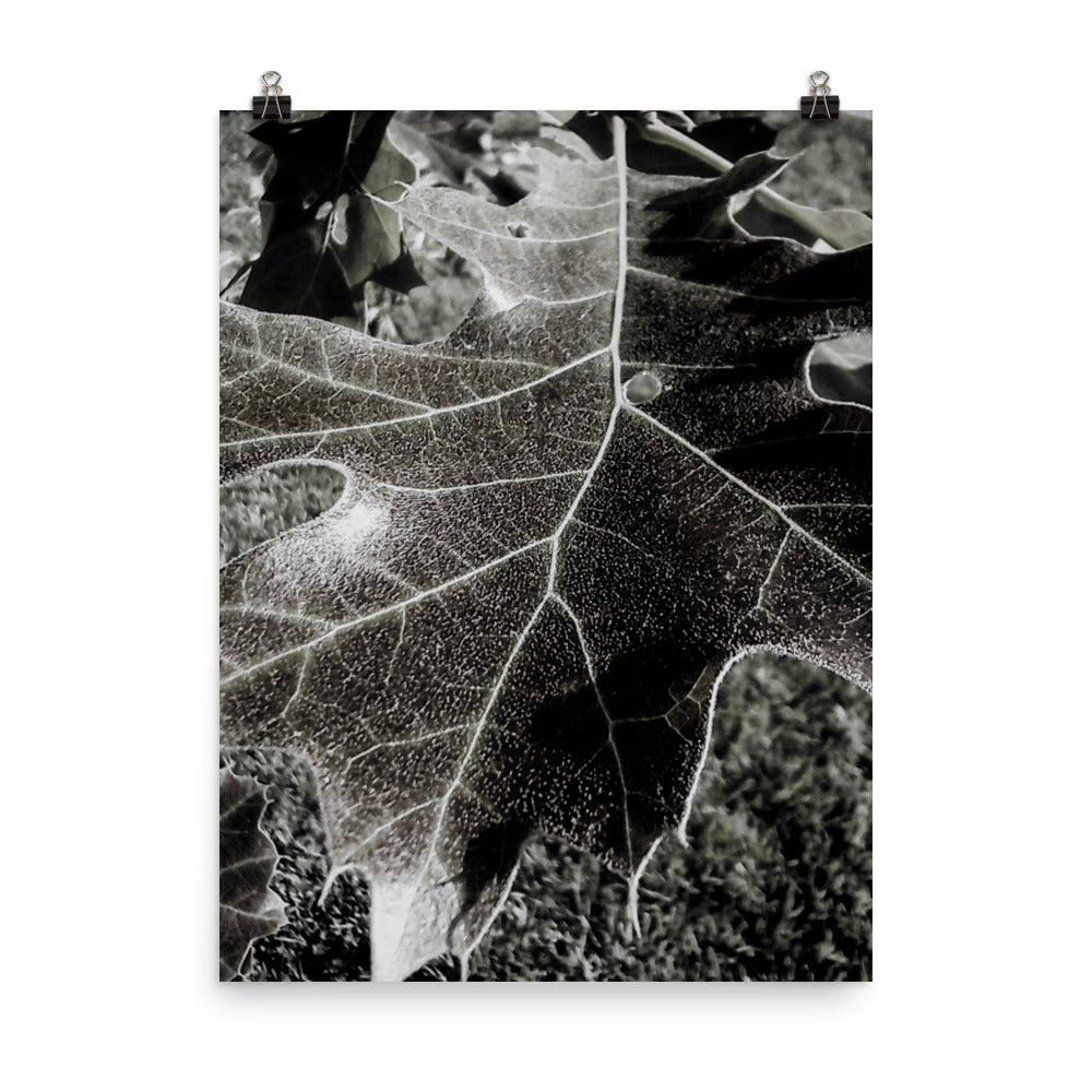 Poster su carta fotografica Leaf