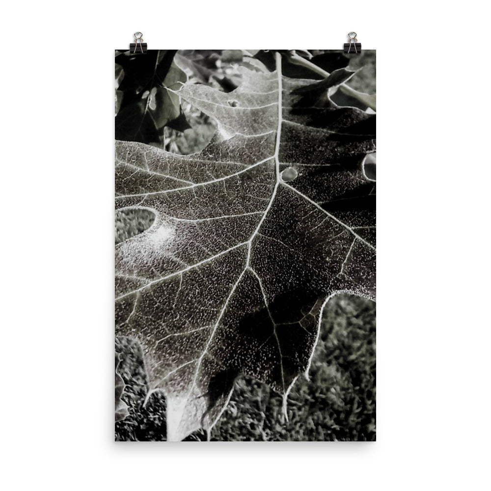 Poster su carta fotografica Leaf