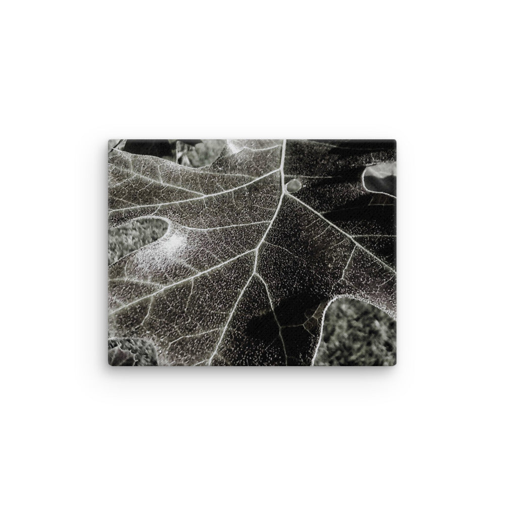 Thin canvas, Leaf