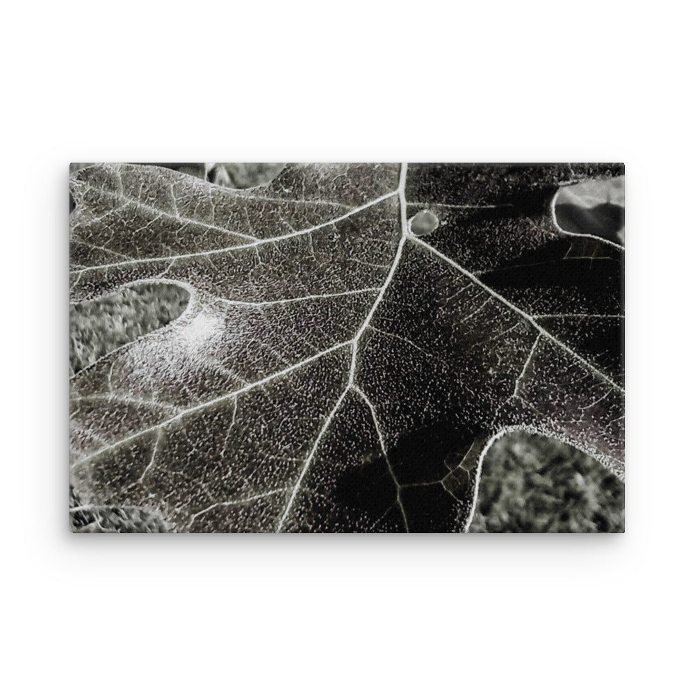 Thin canvas, Leaf