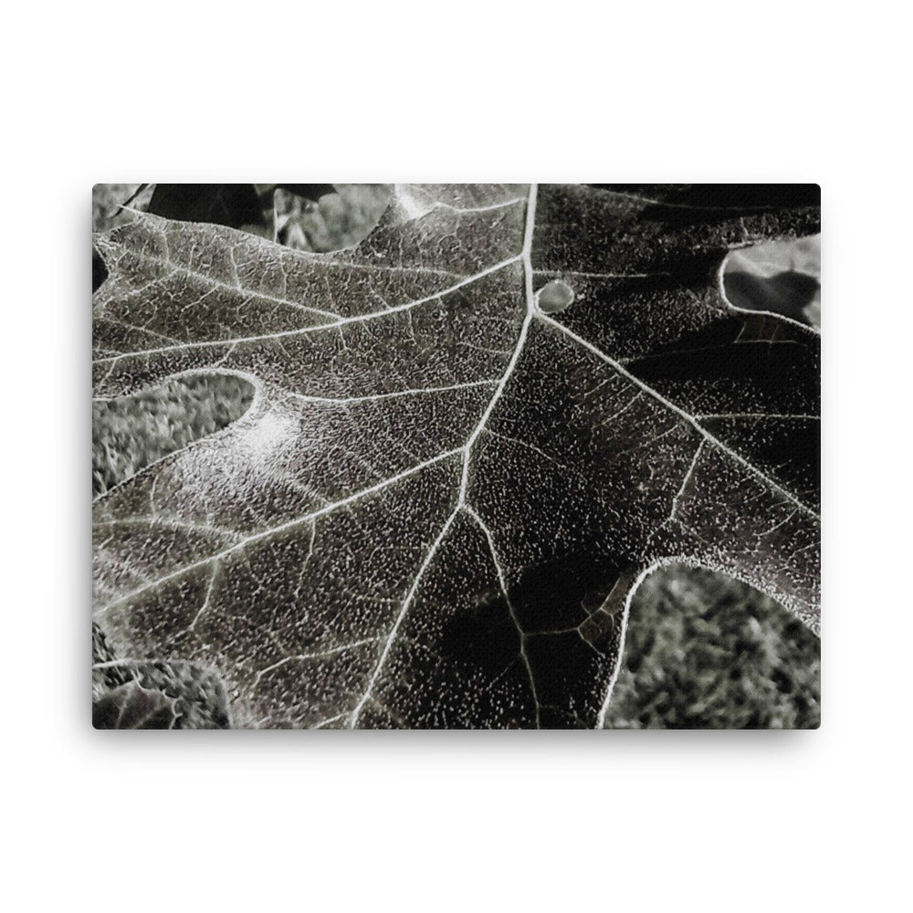 Thin canvas, Leaf