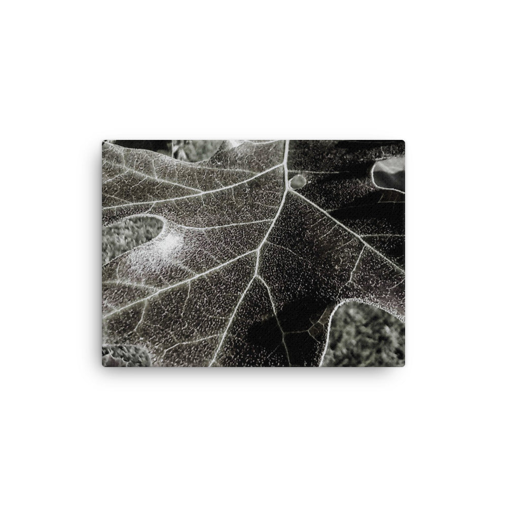 Thin canvas, Leaf